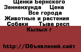 Щенки Бернского Зенненхунда  › Цена ­ 40 000 - Все города Животные и растения » Собаки   . Тыва респ.,Кызыл г.